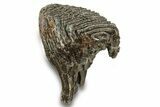 Fossil Woolly Mammoth Molar - Siberia #259882-1